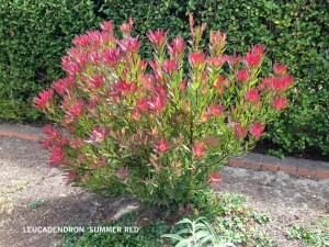 Leucadendron 'Summer Red'